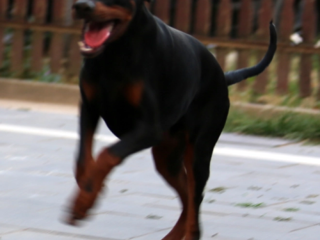 Doberman Pinscher puppy for sale