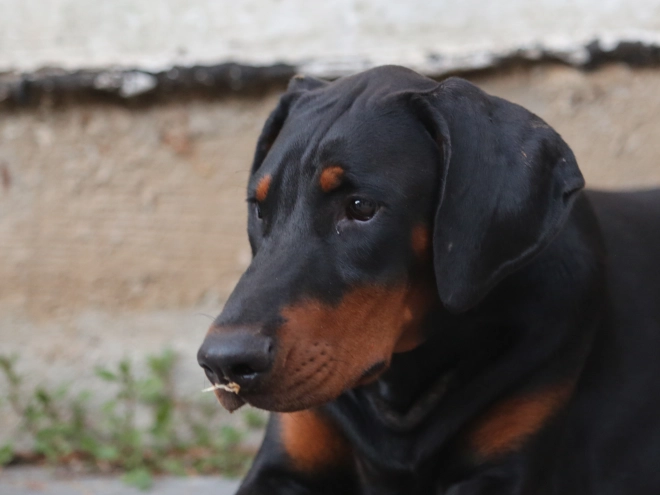 Doberman Pinscher puppy for sale