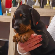 Dobermann Welpe zu verkaufen