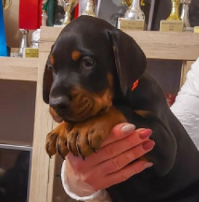 Perros Doberman Pinscher en venta