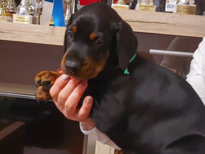 Doberman Pinscher puppy for sale