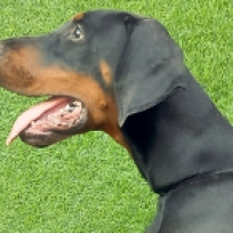 Iron Man, black and tan Doberman Pinscher en venta