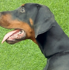 Perros Doberman Pinscher en venta