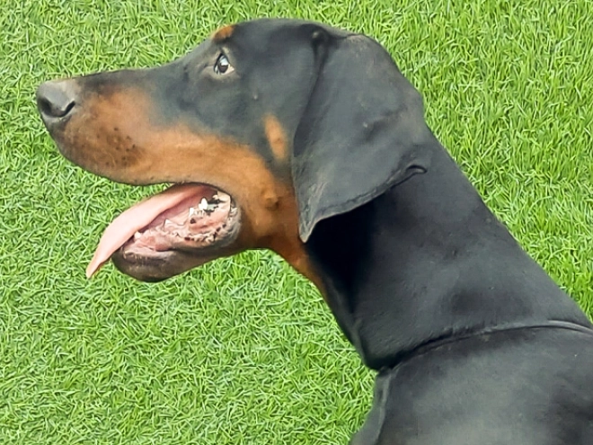 Doberman Pinscher puppy for sale