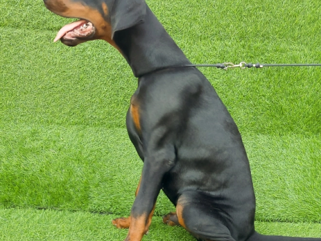 Doberman Pinscher puppy for sale
