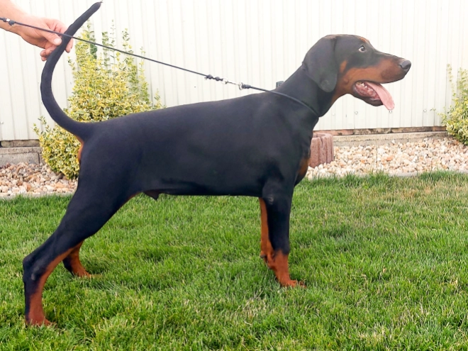 Doberman Pinscher puppy for sale