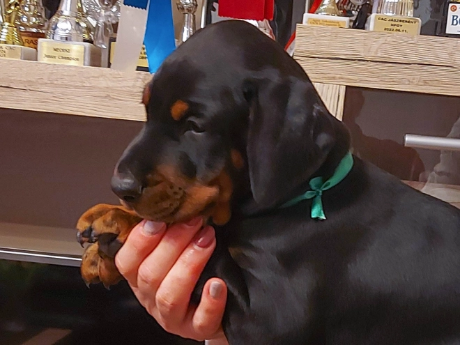 Doberman Pinscher puppy for sale