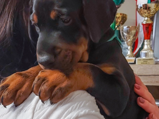 Doberman Pinscher puppy for sale