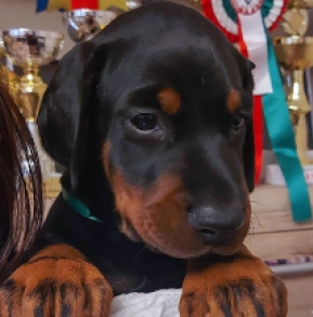 Perros Doberman Pinscher en venta