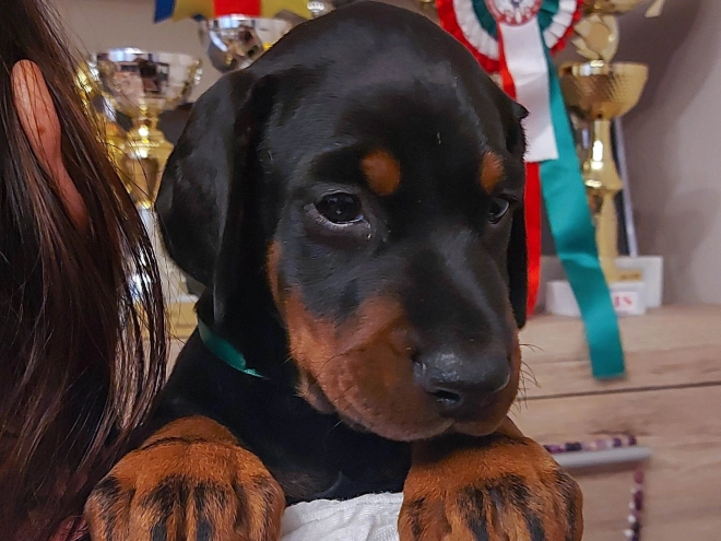 Doberman Pinscher puppy for sale