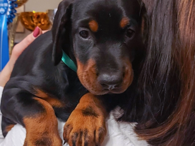 Doberman Pinscher puppy for sale