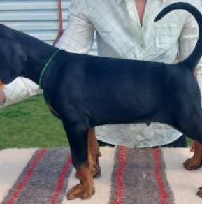 Dobermann Welpe zu verkaufen
