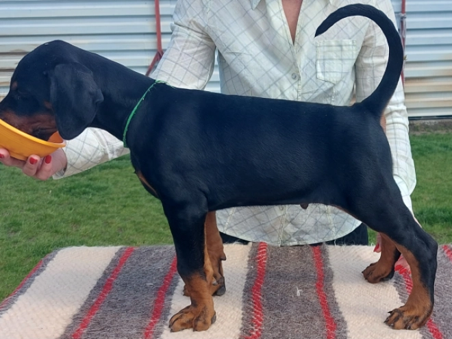 Doberman Pinscher puppy for sale