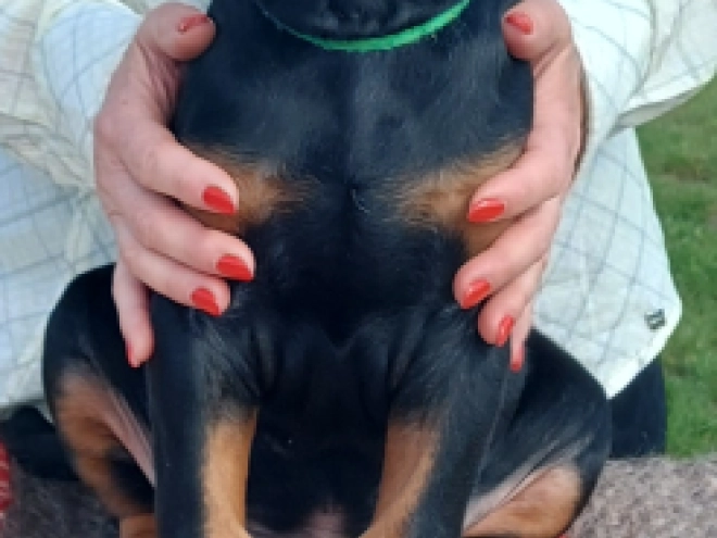 Doberman Pinscher puppy for sale