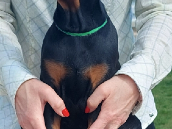 Doberman Pinscher puppy for sale