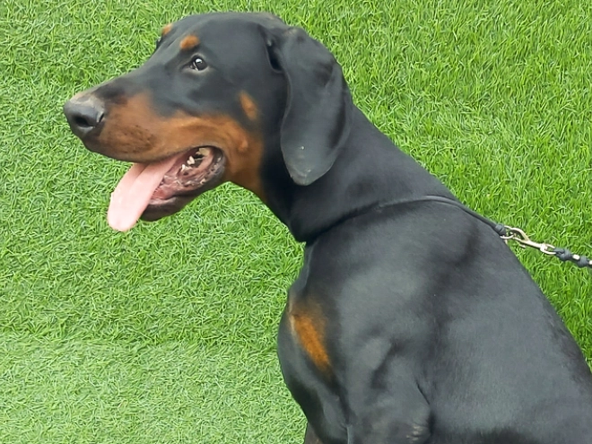 Doberman Pinscher puppy for sale