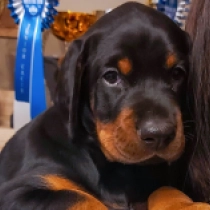 Dobermann Welpe zu verkaufen