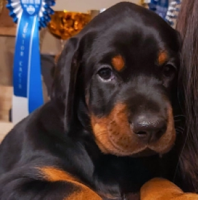 Perros Doberman Pinscher en venta