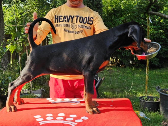 Perros Doberman Pinscher en venta