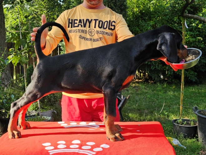 Perros Doberman Pinscher en venta