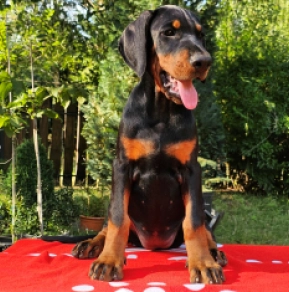 Perros Doberman Pinscher en venta