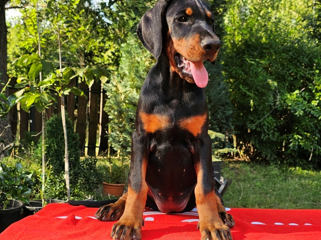 Perros Doberman Pinscher en venta