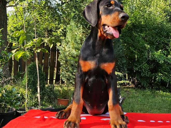 Perros Doberman Pinscher en venta