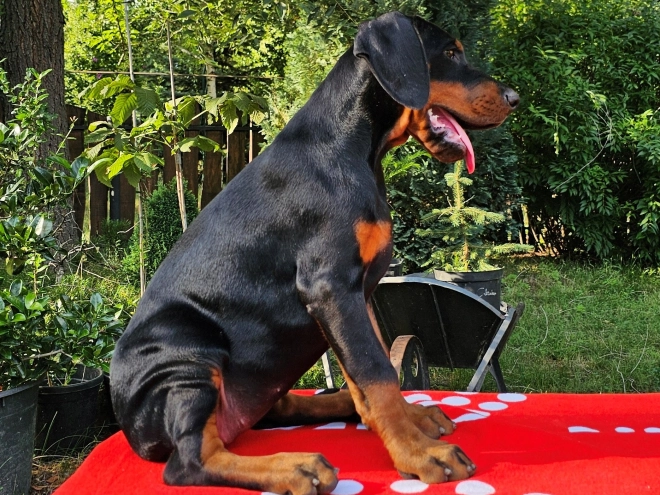 Perros Doberman Pinscher en venta