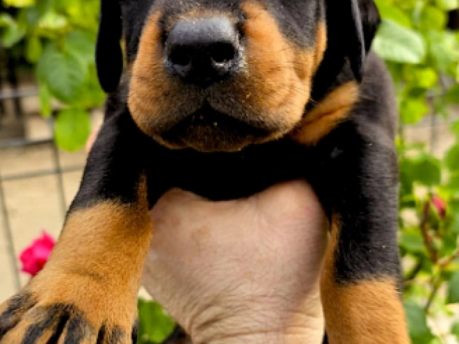 Dobermann Welpe kaufen