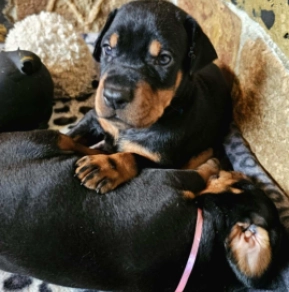 Perros Doberman Pinscher en venta