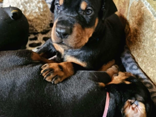 Dobermann Welpe kaufen