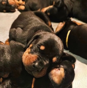 Doberman Pinscher puppy for sale