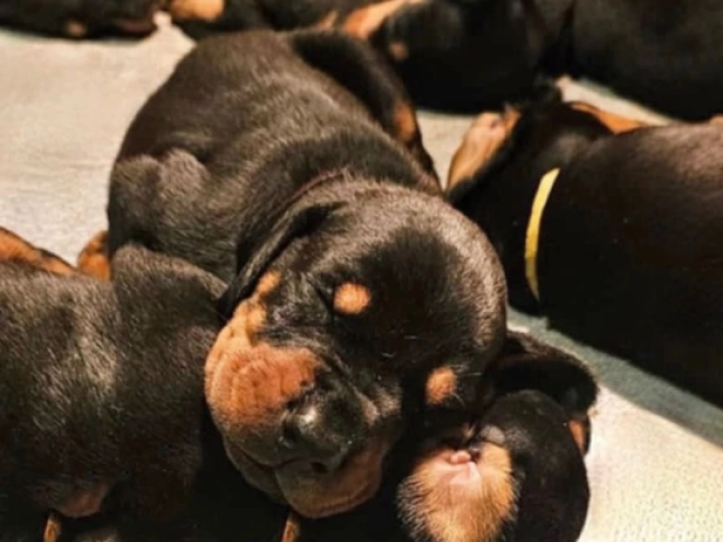 Dobermann Welpe kaufen