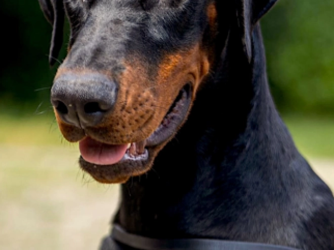 Dobermann Welpe kaufen