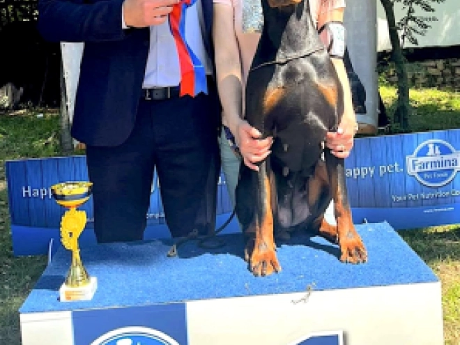 Dobermann Welpe kaufen