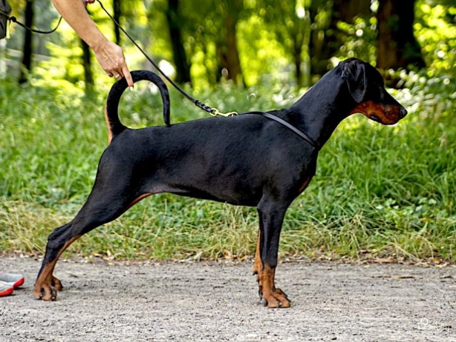 Dobermann Welpe kaufen