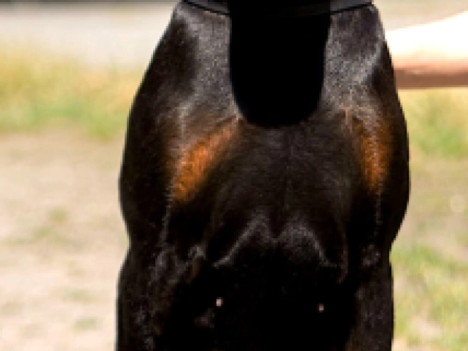 Dobermann Welpe kaufen