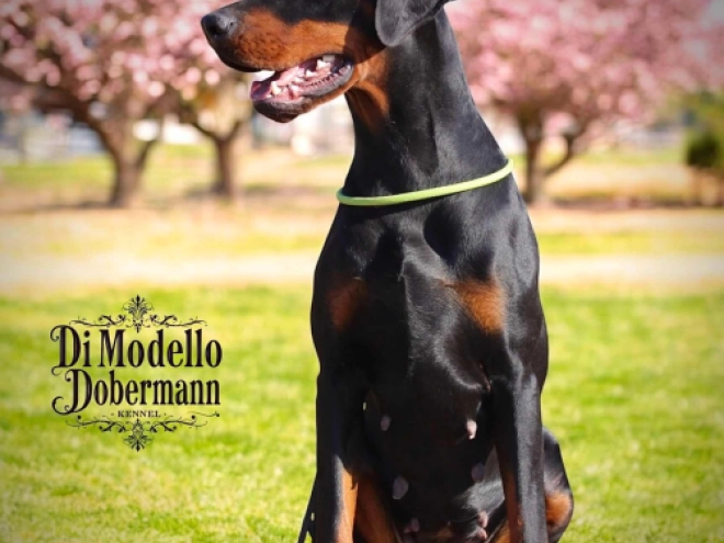 Dobermann Welpe kaufen