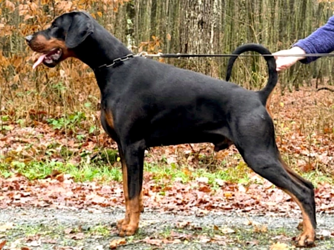 Dobermann Welpe kaufen