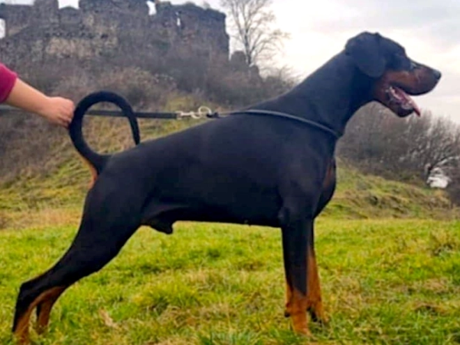 Dobermann Welpe kaufen