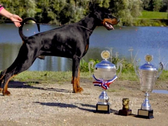 Dobermann Welpe kaufen