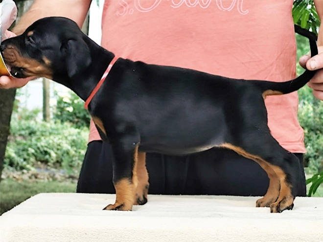 Dobermann Welpe kaufen