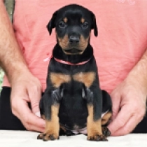 Julia Roberts, black and tan Dobermann Welpen kaufen