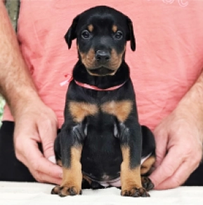 Dobermann Welpe kaufen