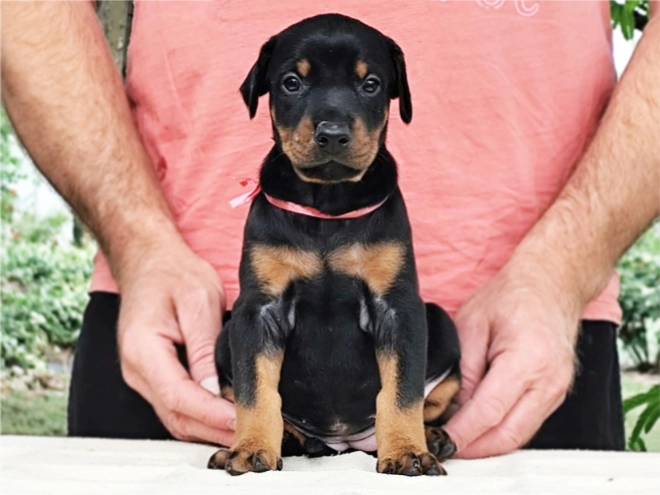 Dobermann Welpe kaufen