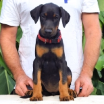 Julia Roberts, black and tan Doberman Pinscher for sale