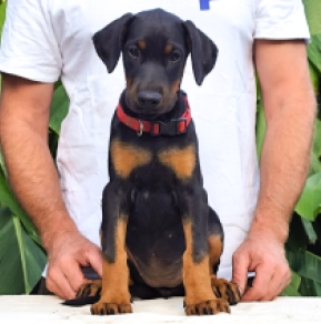 Doberman Pinscher puppy for sale