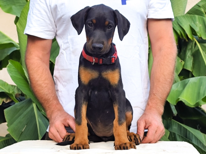 Doberman Pinscher puppy for sale