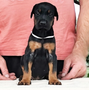 Dobermann Welpe kaufen