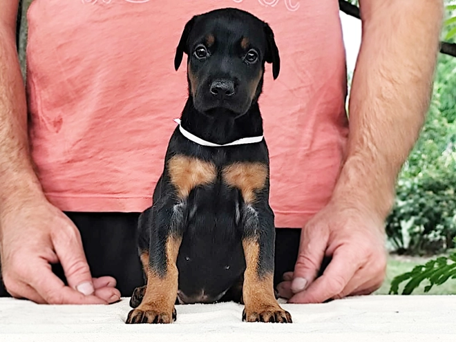 Dobermann Welpe kaufen